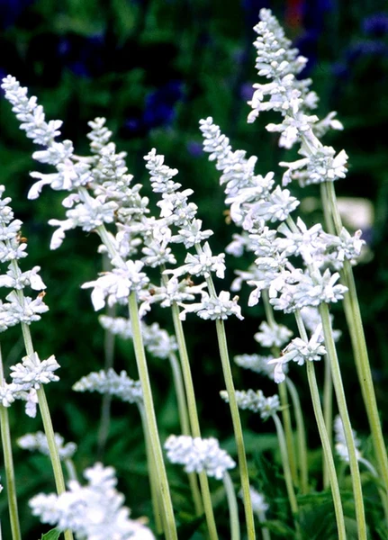 Drought Tolerant