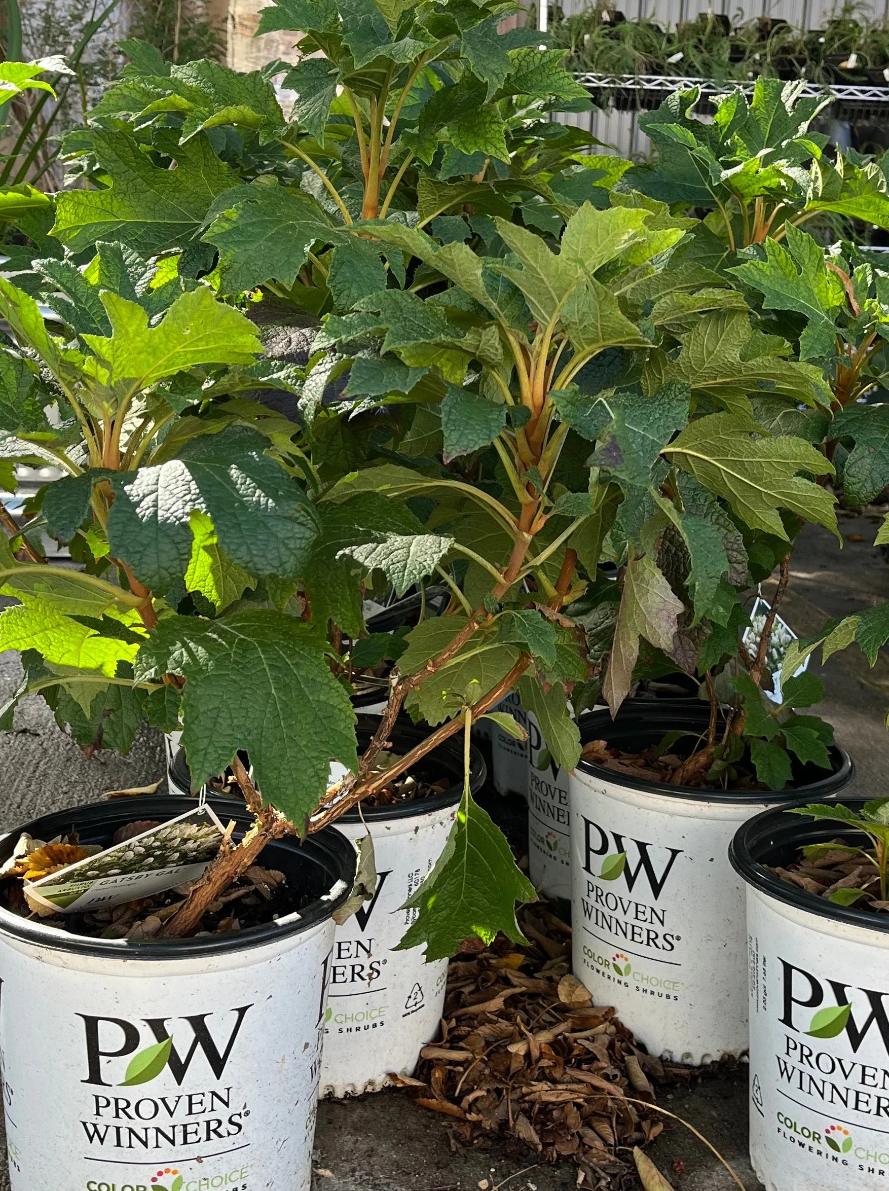 Shade Tolerant